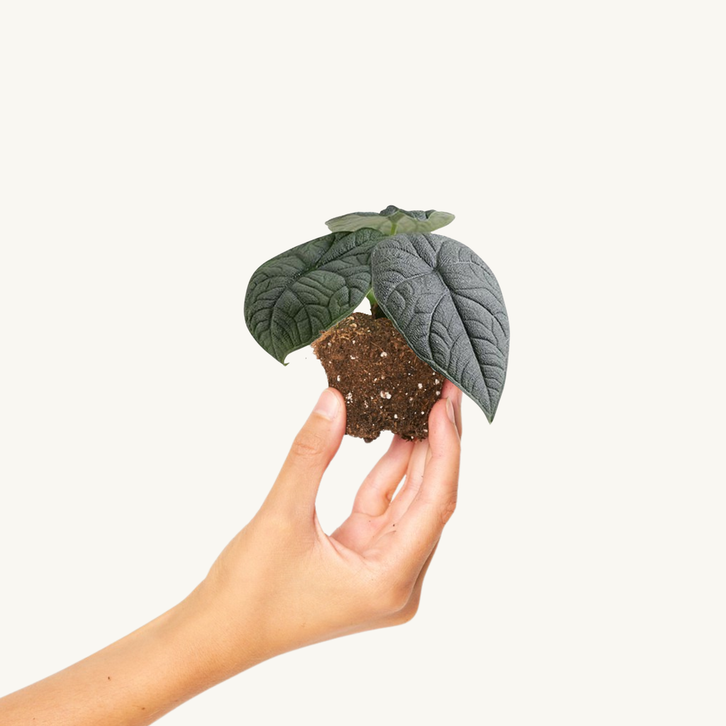 Alocasia Melo Mini
