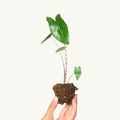 Alocasia Zebrina Mini