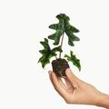 Alocasia Jacklyn