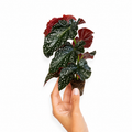 Begonia Cracklin Rosie