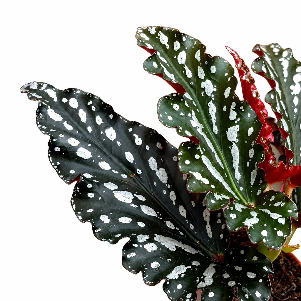Begonia Maculata 'Ruby Compact'