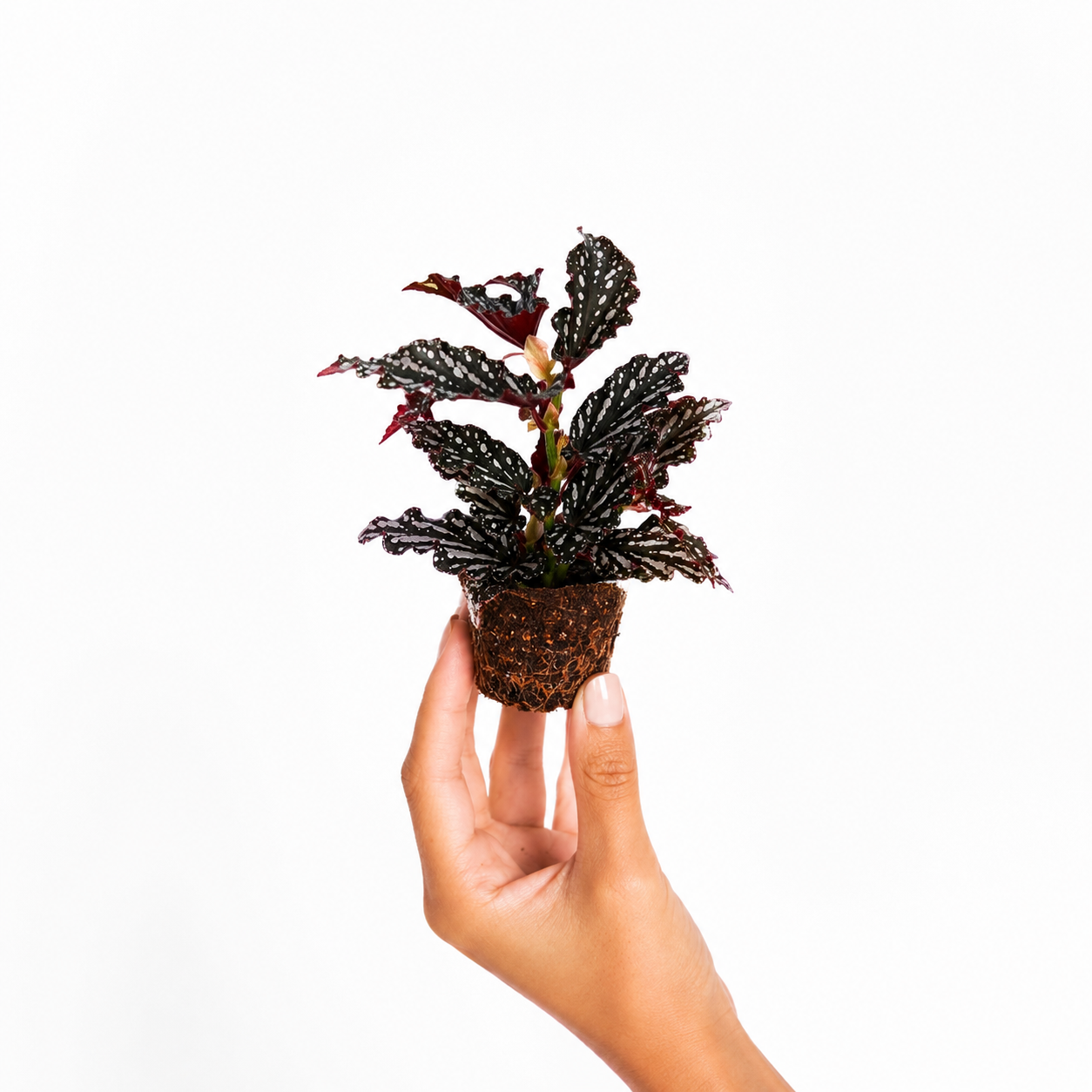 Begonia Maculata 'Ruby Compact'