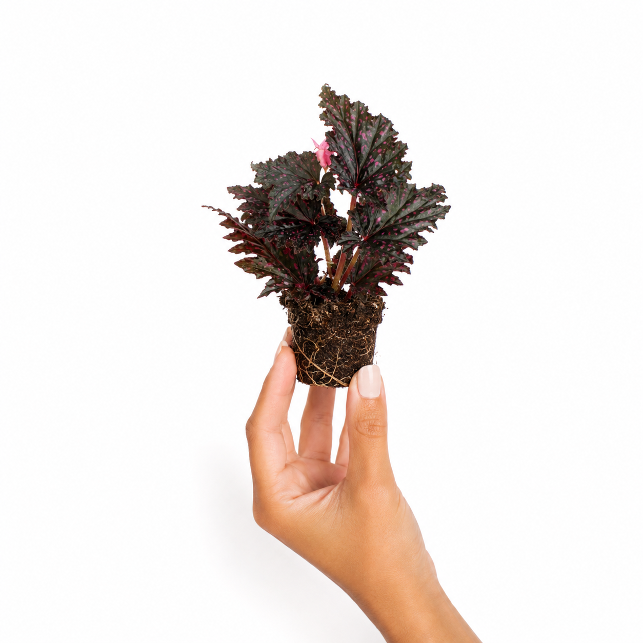 Begonia Serratipetala Pink
