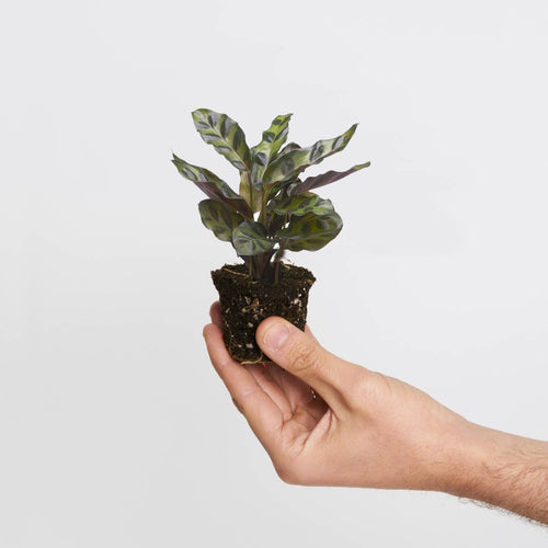 Calathea Insignis Lancifolia