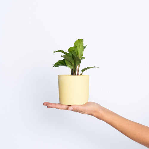 Calathea Freddie