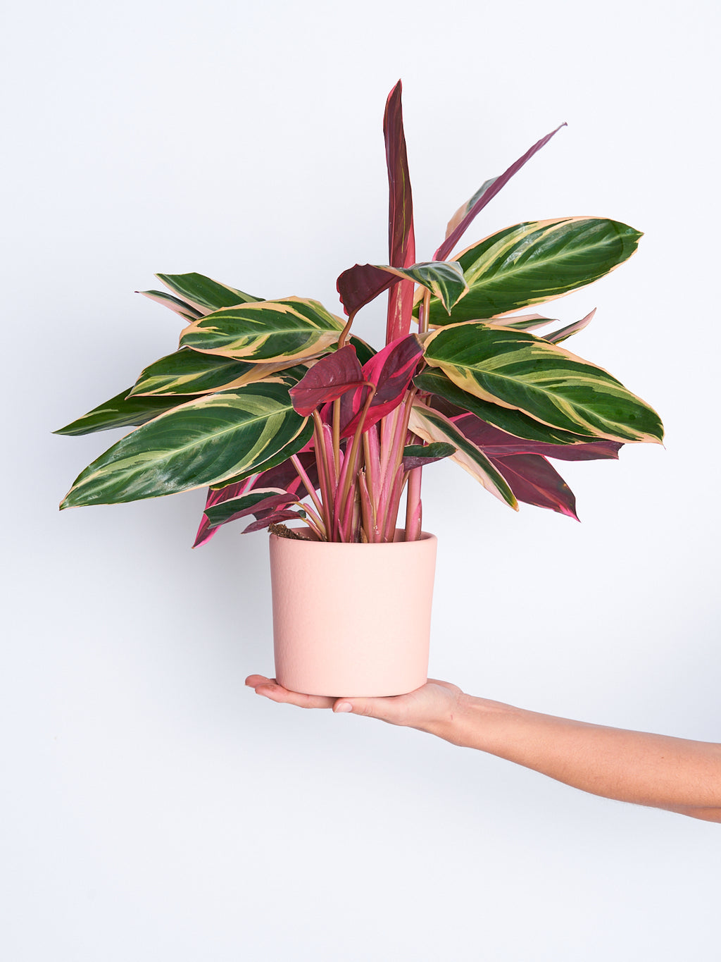 Maceta Rosa 14cm