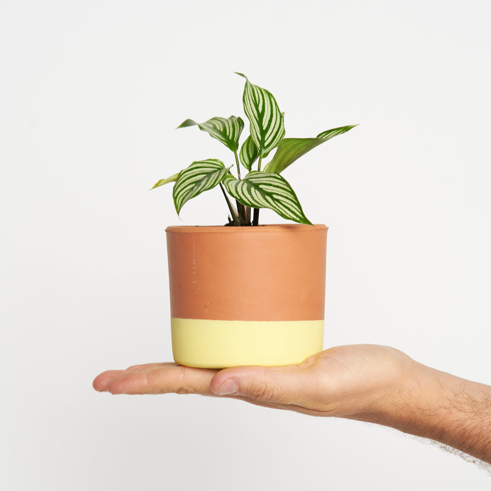Calathea Vittata
