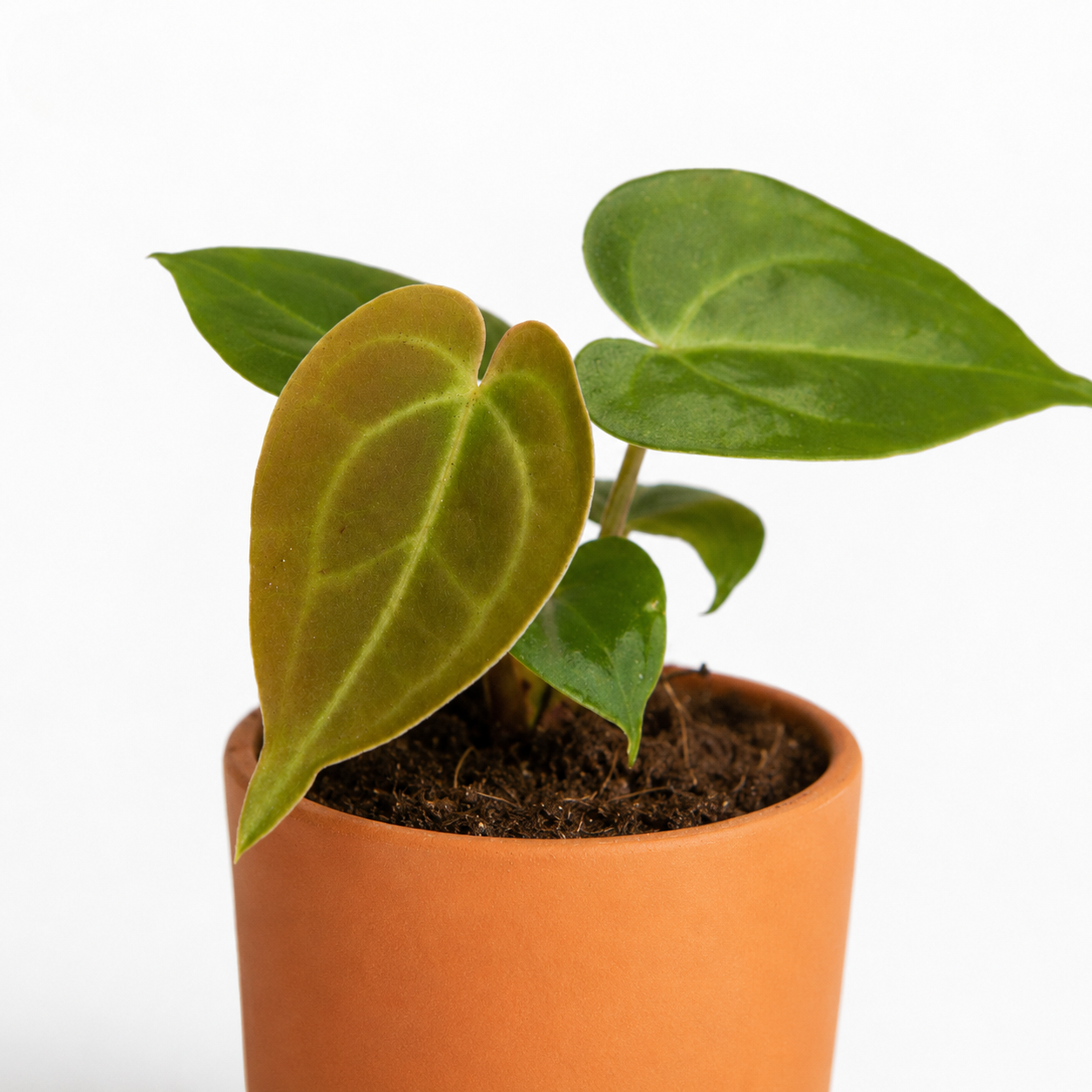 Anthurium Clarinervium