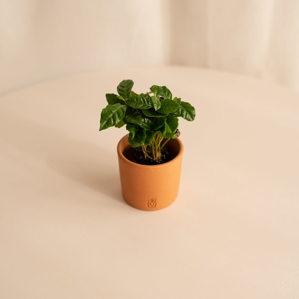 Planta del Café Arabica