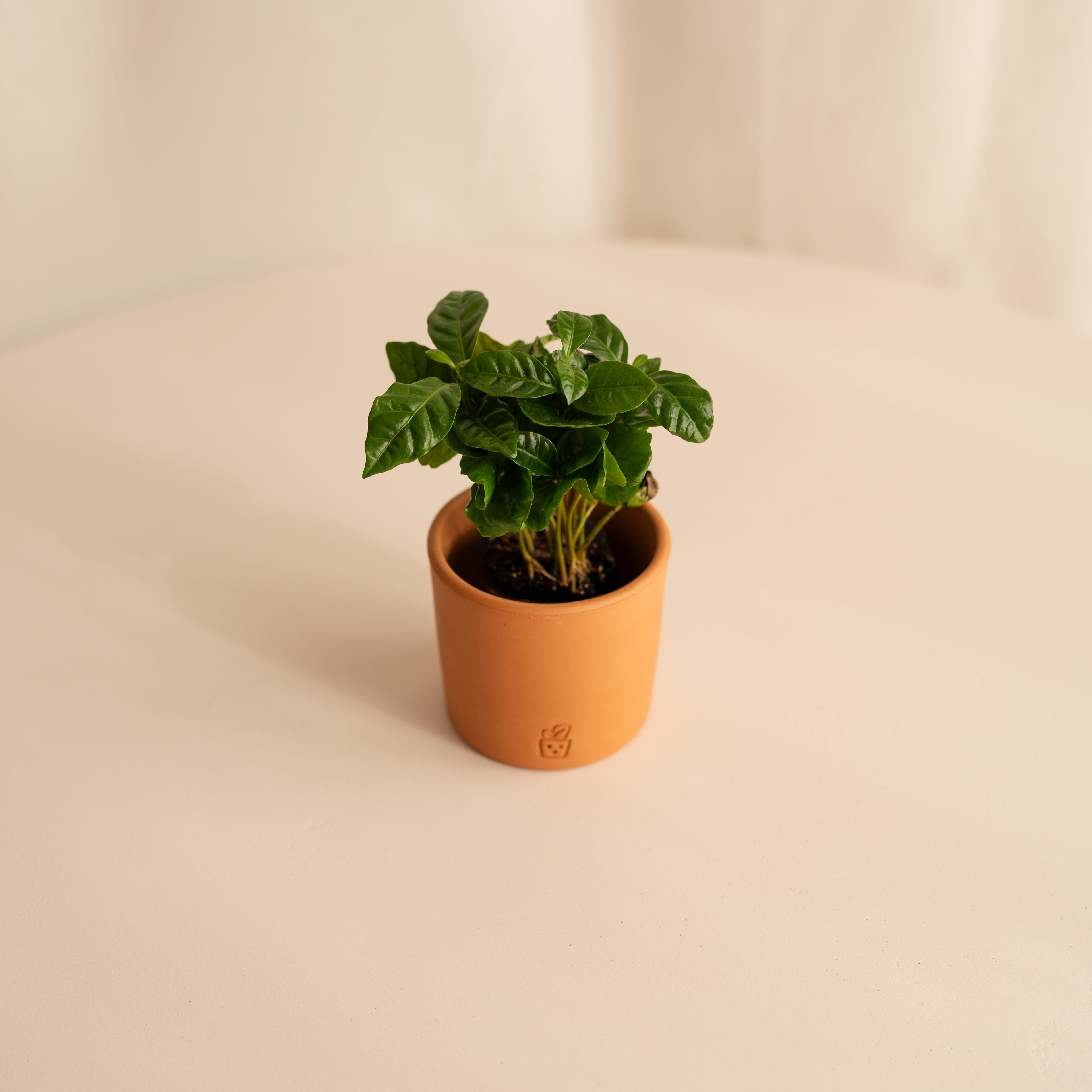 Planta del Café Arabica