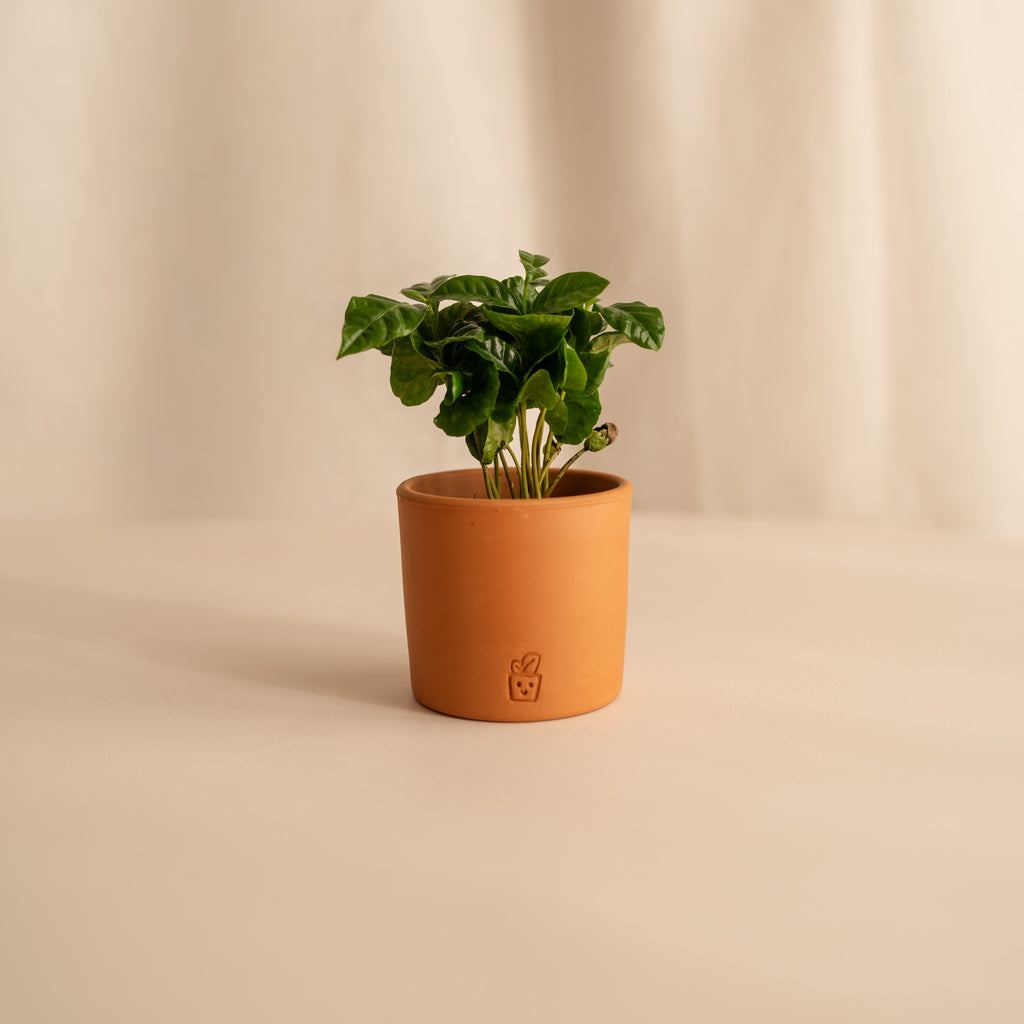 Planta del Café Arabica