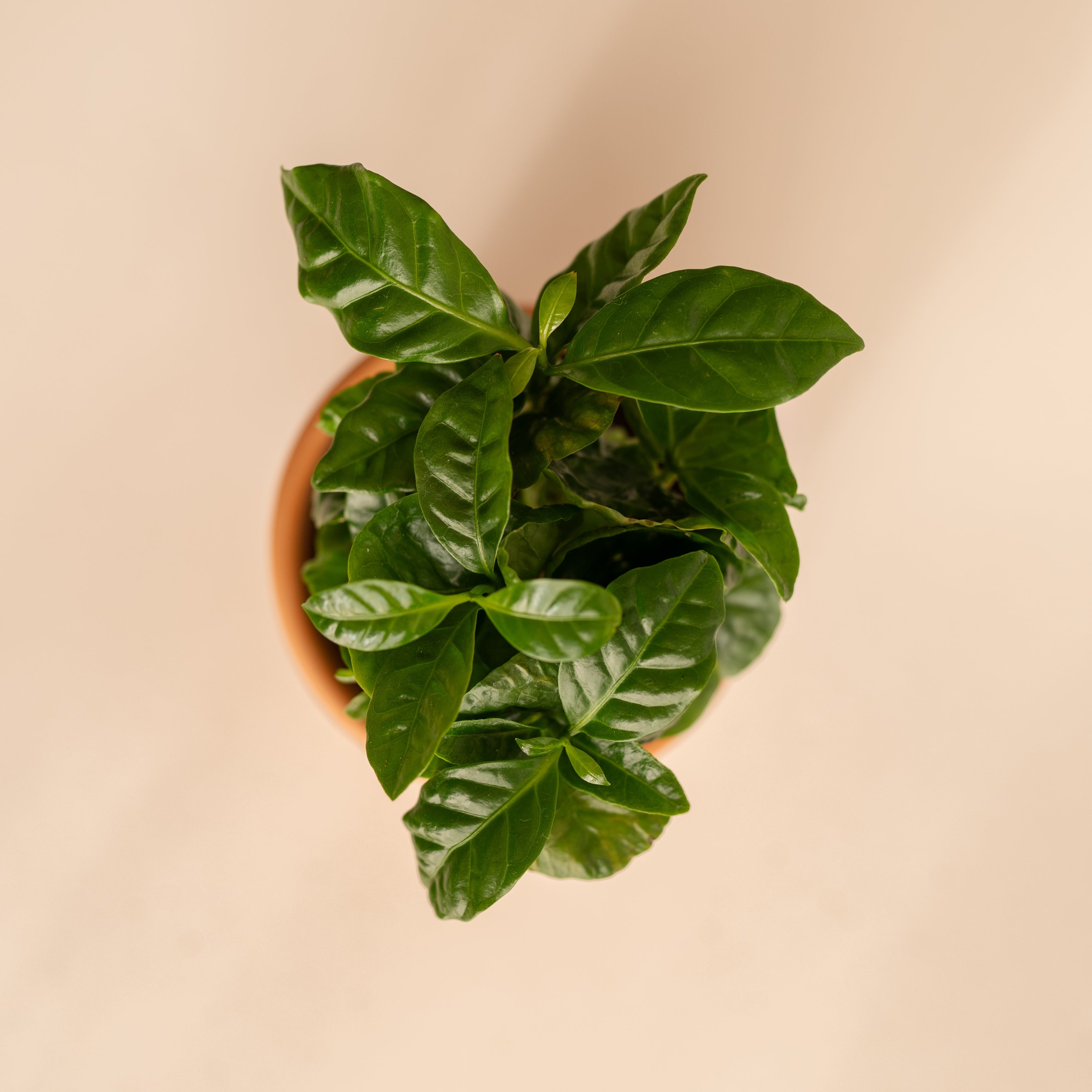 Planta del Café Arabica