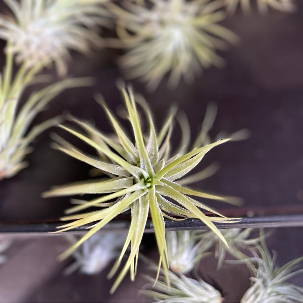 Tillandsia Ionantha Druid