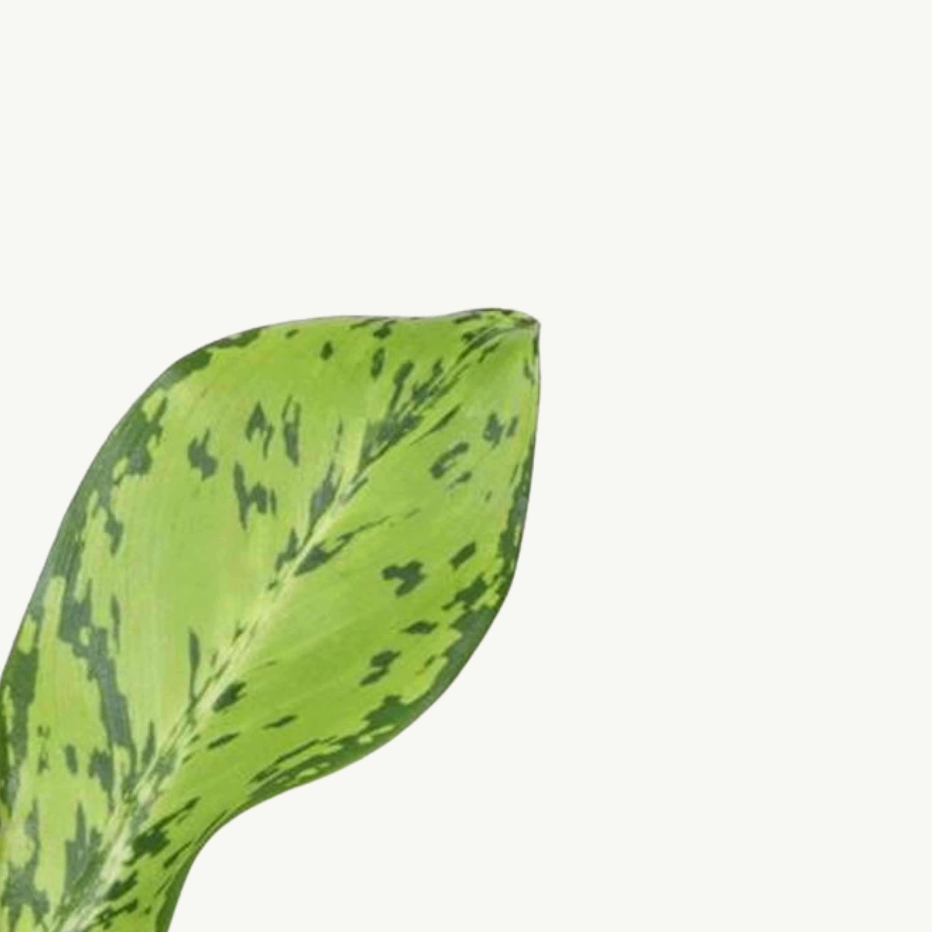 Dieffenbachia 'Crocodile'