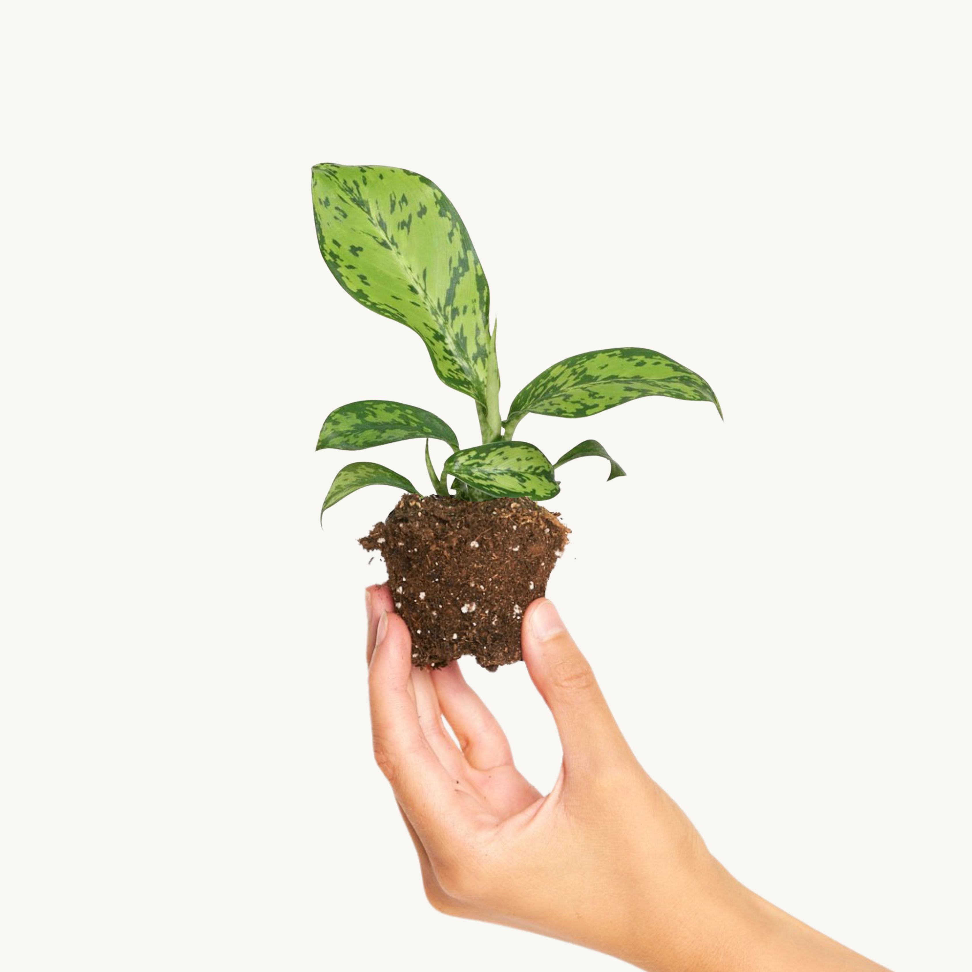 Dieffenbachia 'Crocodile'