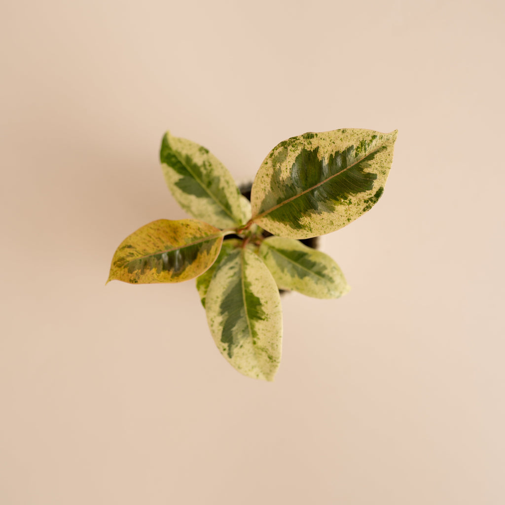 Ficus Variegado Schrijveriana Moonshine
