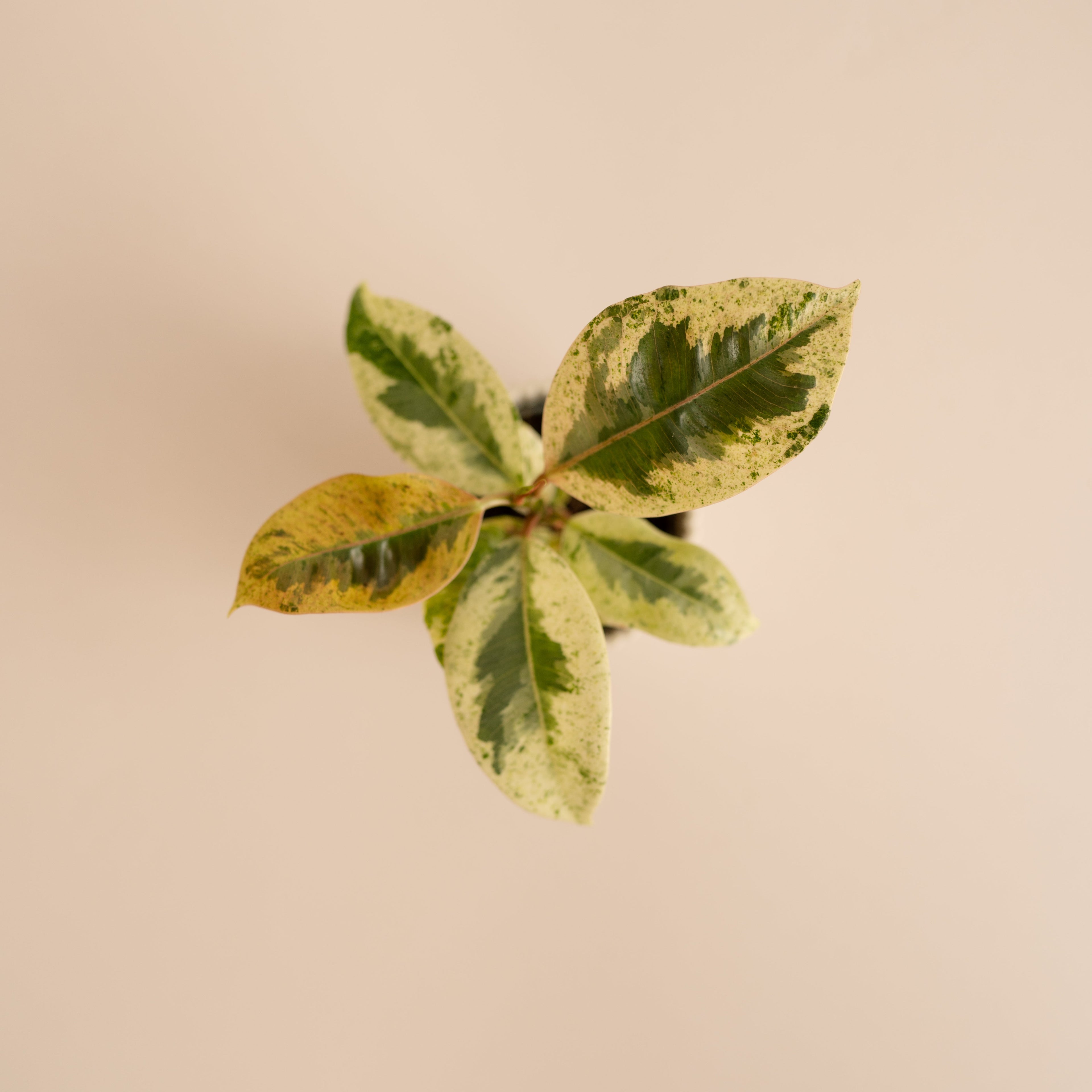 Ficus Variegado Schrijveriana Moonshine