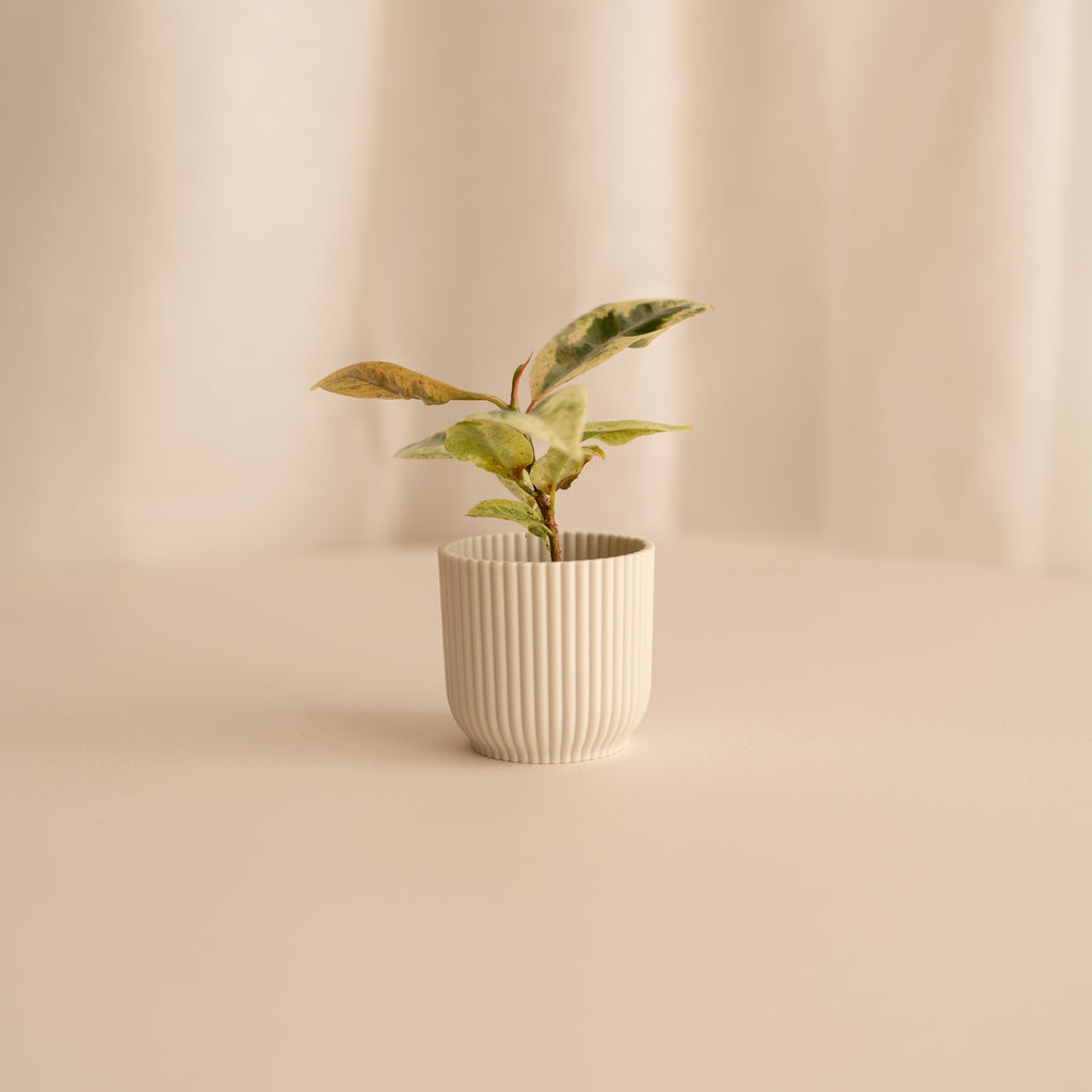 Ficus Variegado Schrijveriana Moonshine
