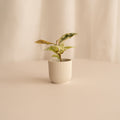 Ficus Variegado Schrijveriana Moonshine