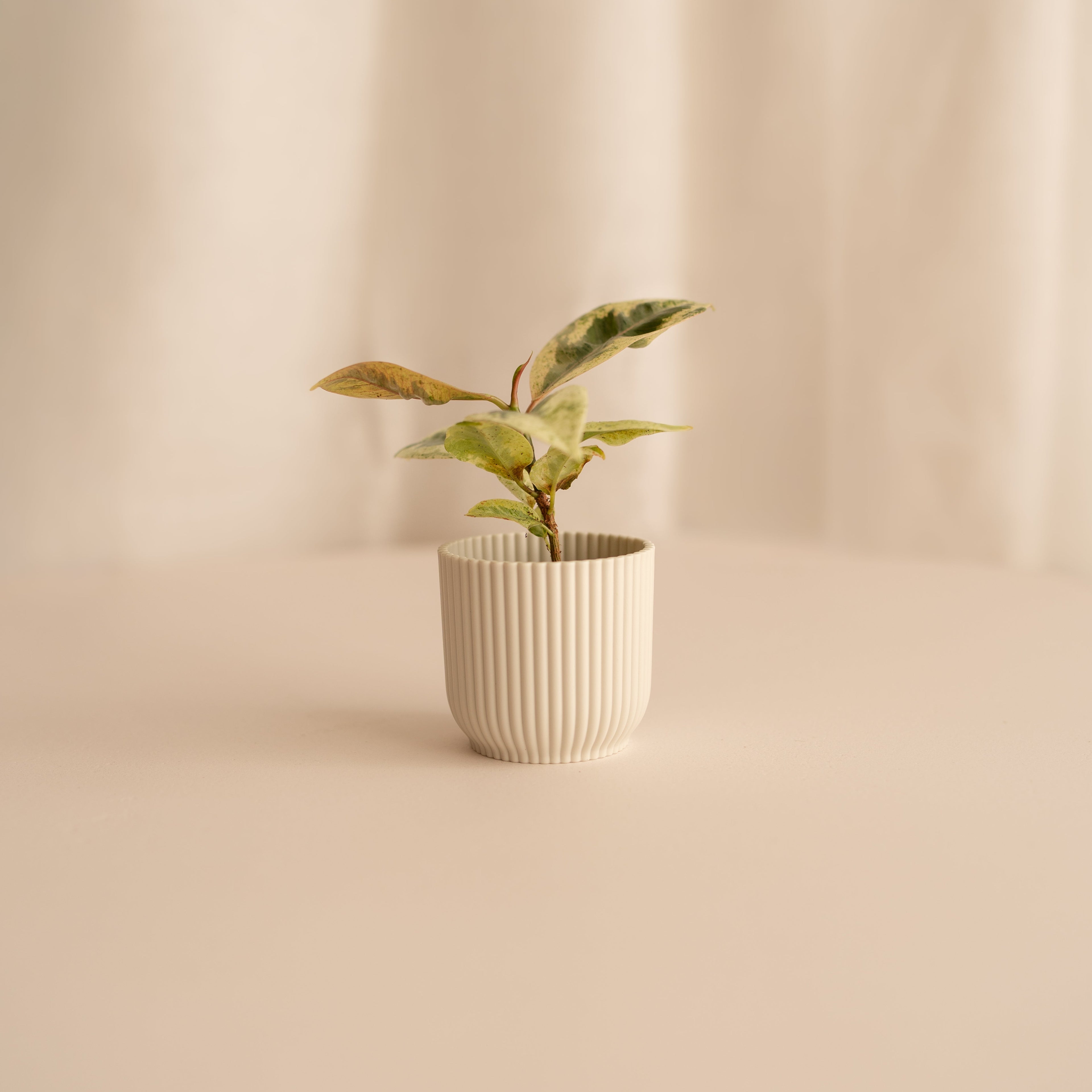 Ficus Variegado Schrijveriana Moonshine
