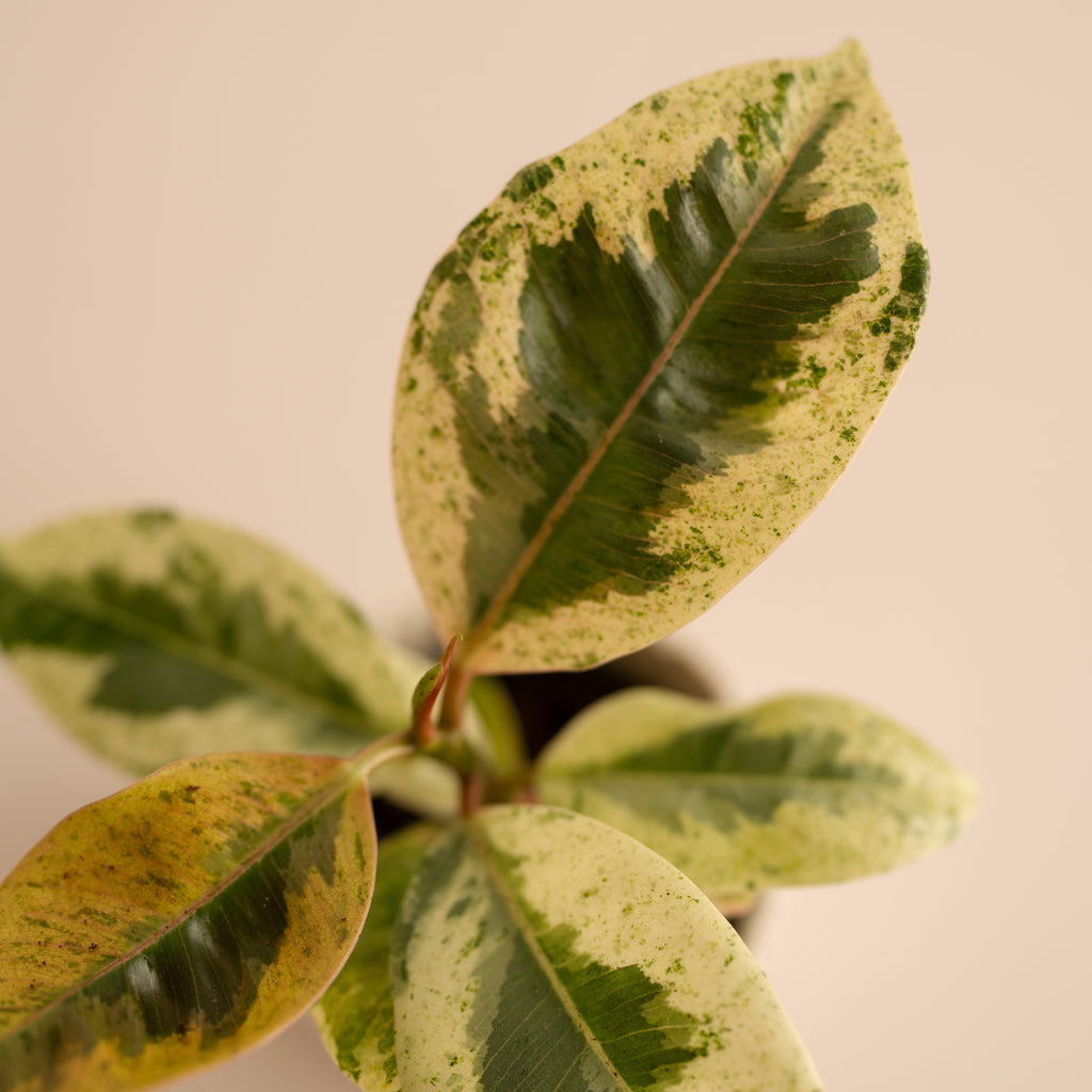 Ficus Variegado Schrijveriana Moonshine