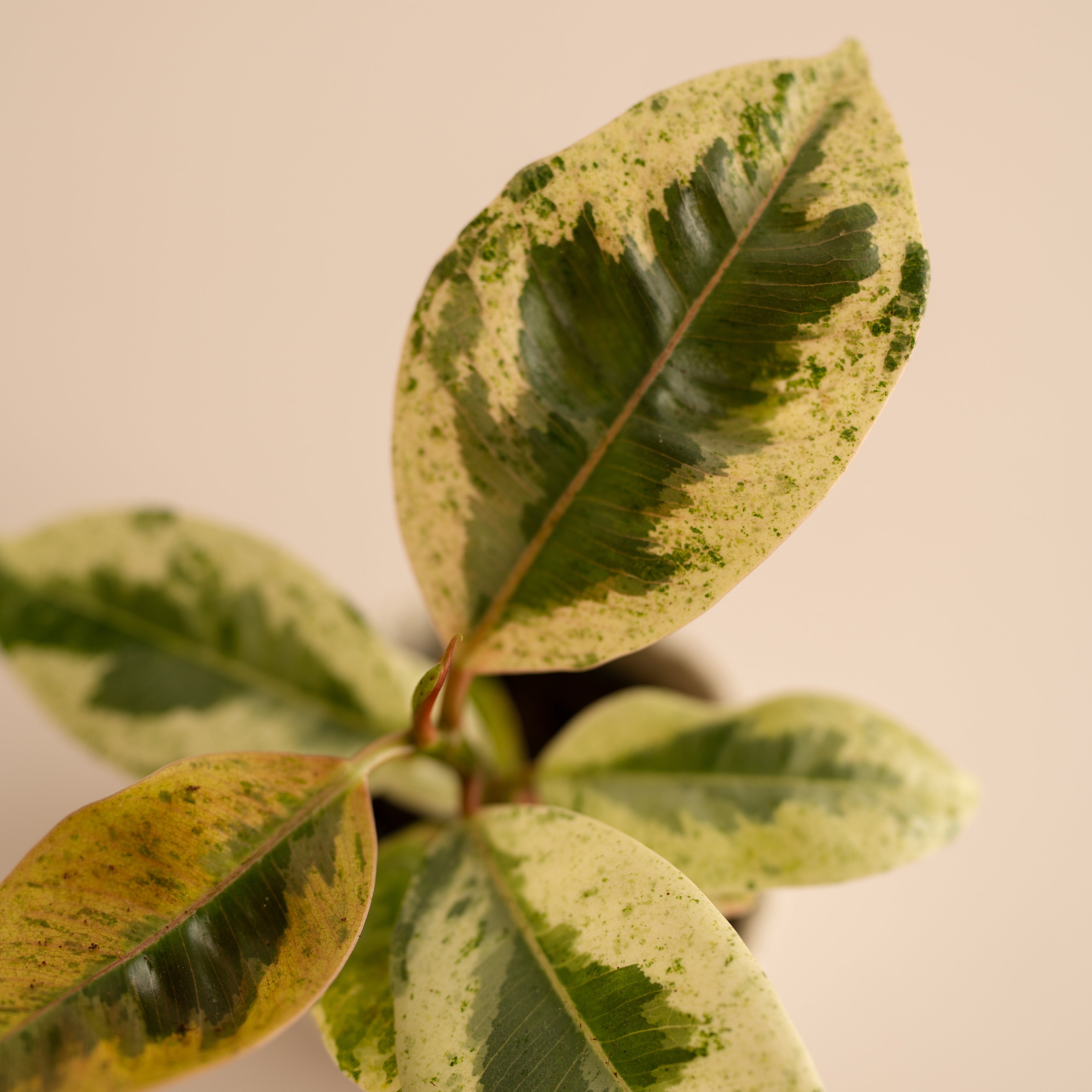 Ficus Variegado Schrijveriana Moonshine