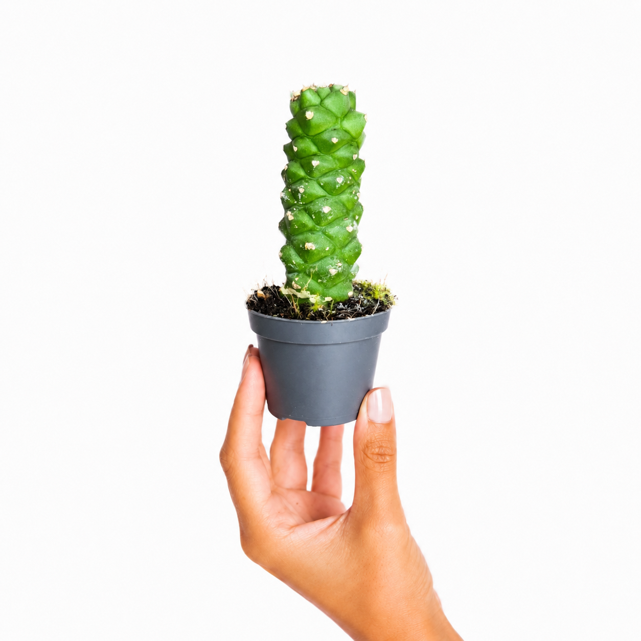 Euphorbia Ritchiei