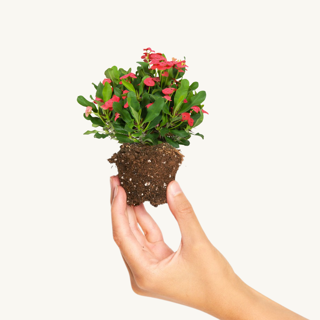 Euphorbia Milii o Clavos de Cristo Mix