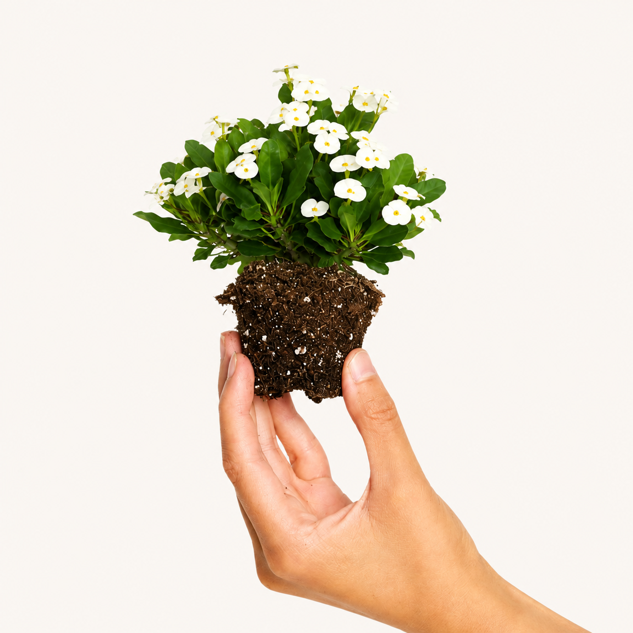 Euphorbia Milii o Clavos de Cristo Mix