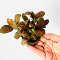 Fittonia Verschaffeltii Roja