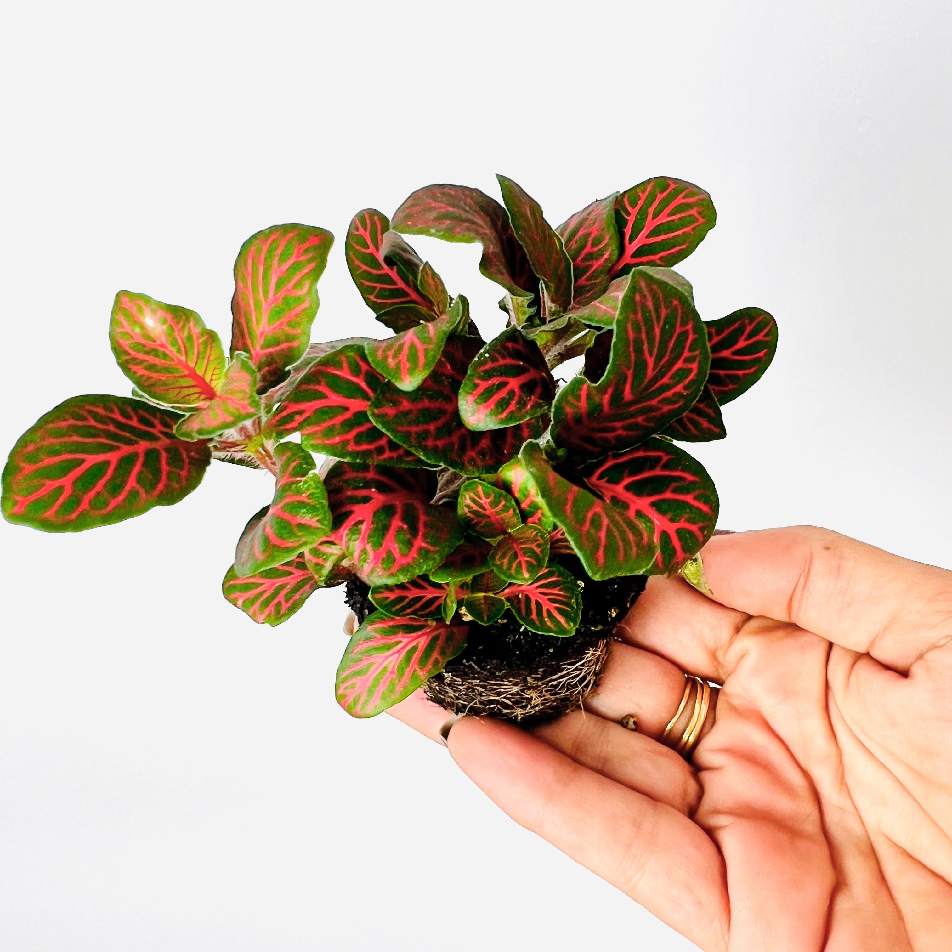 Fittonia Verschaffeltii Roja