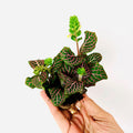 Fittonia Verschaffeltii Rosa