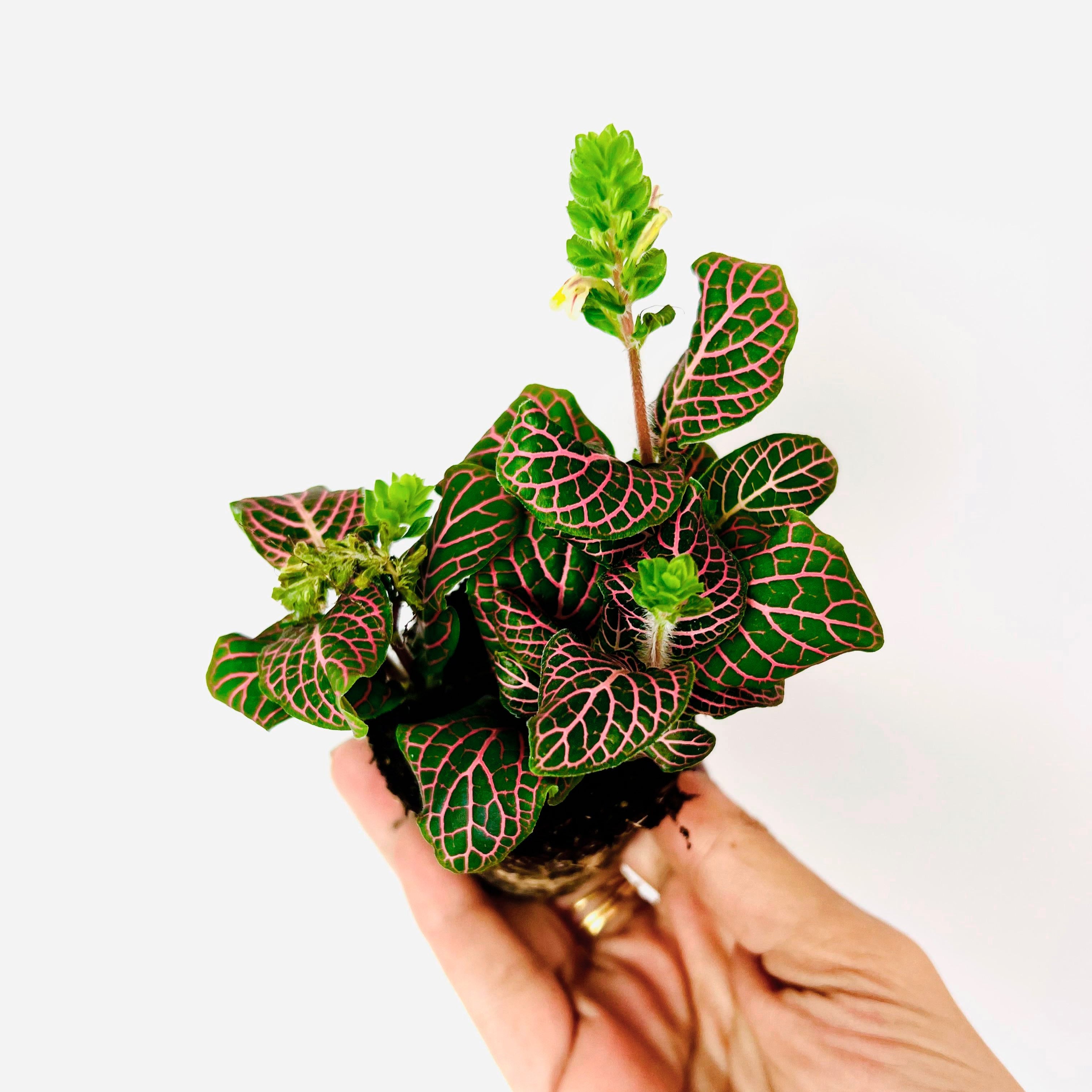 Fittonia Verschaffeltii Rosa
