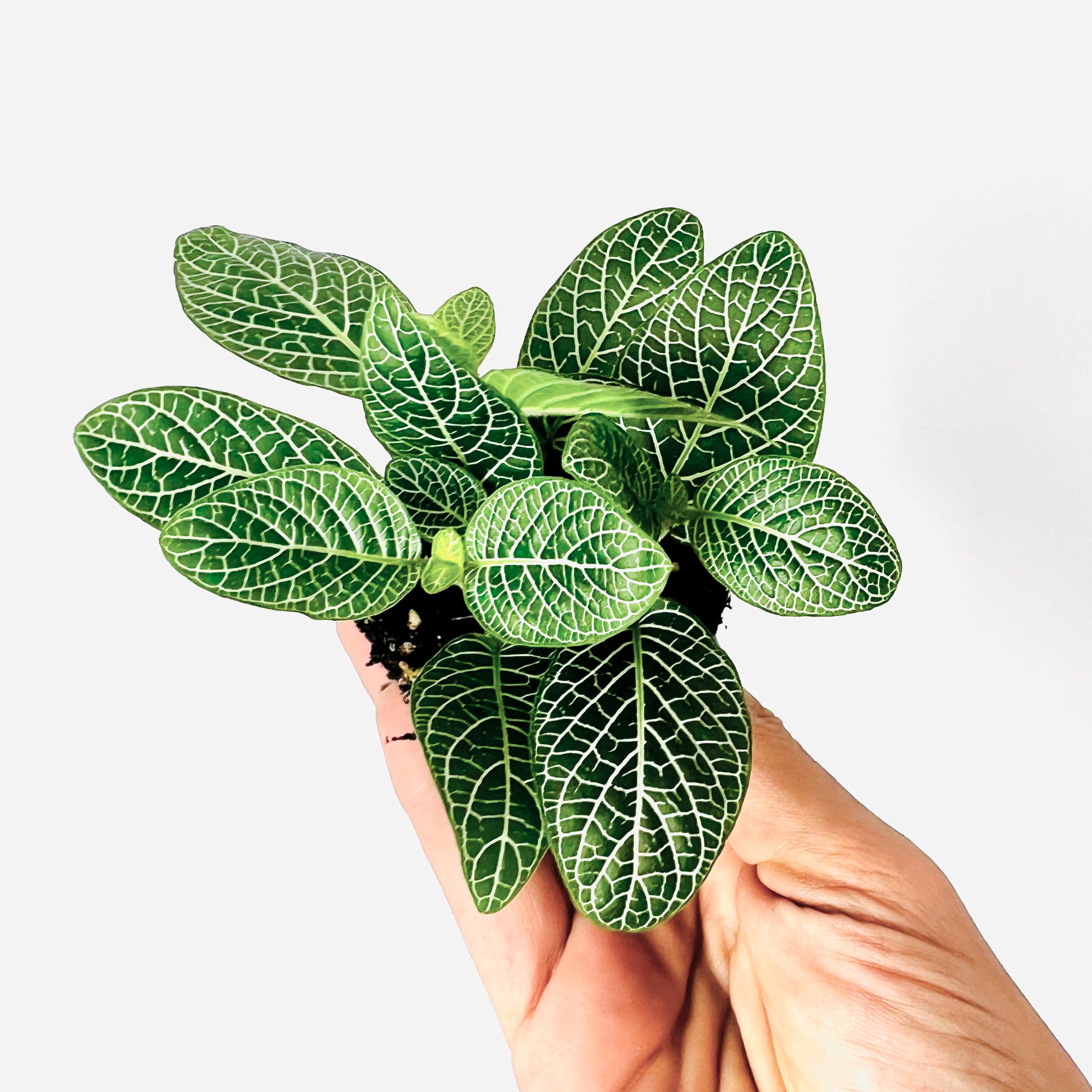 Fittonia Verschaffeltii Verde