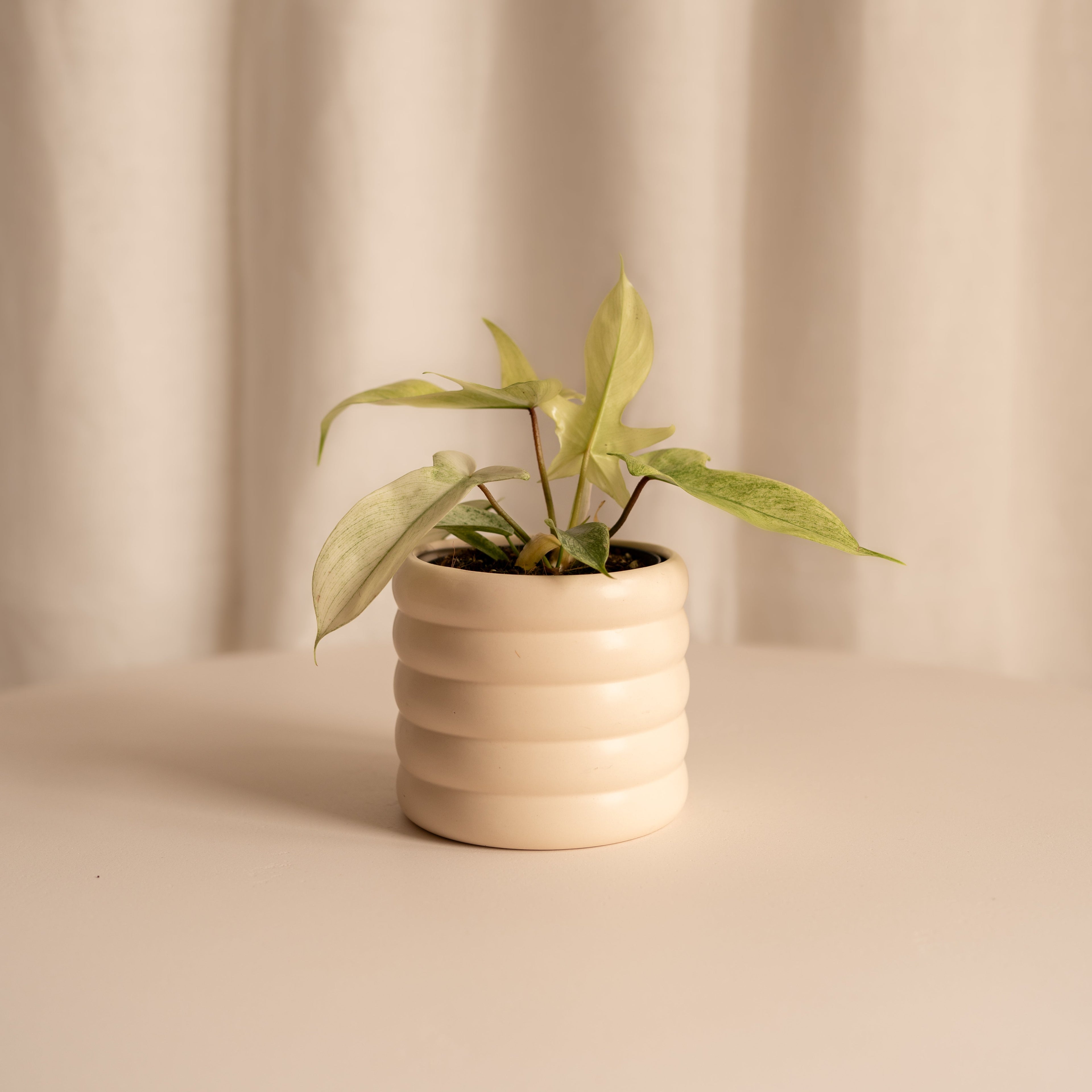 Philodendron Florida "Ghost" M