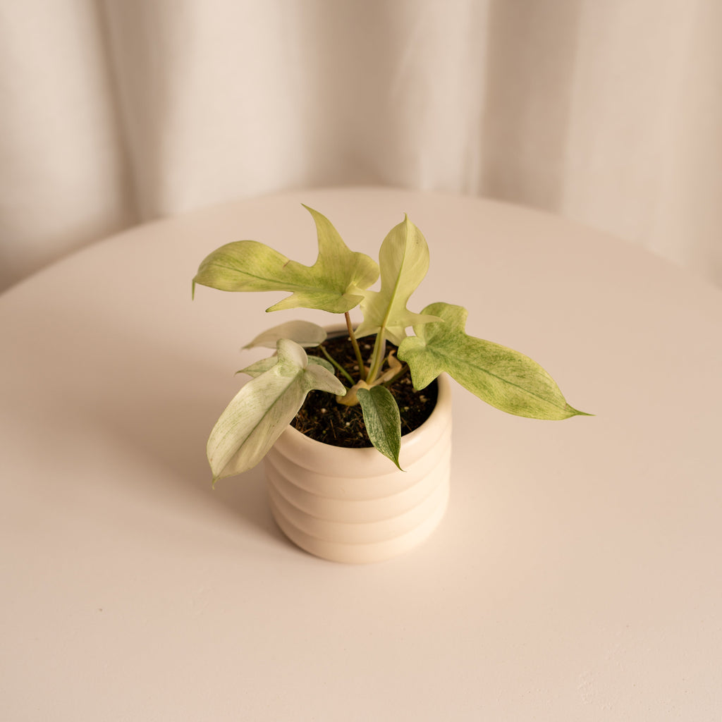 Philodendron Florida "Ghost" M