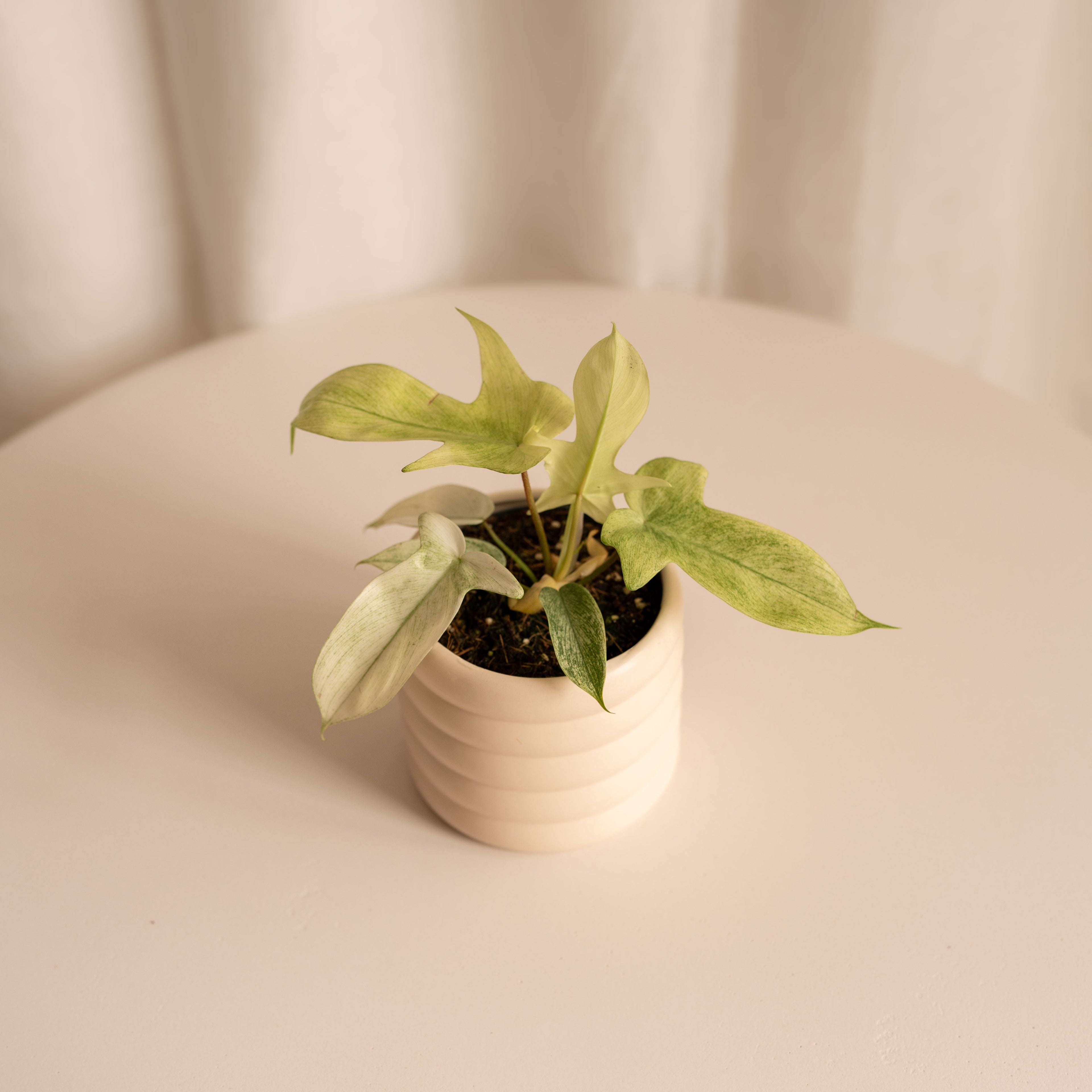 Philodendron Florida "Ghost" M