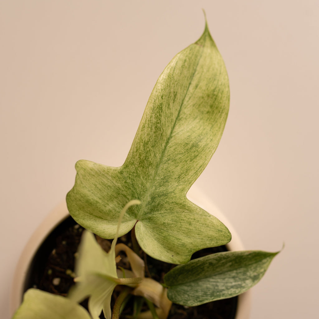 Philodendron Florida "Ghost" M