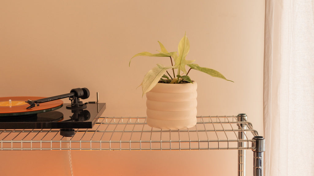 Philodendron Florida "Ghost" M