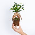 Ficus Microcarpa M