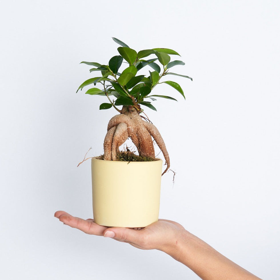 Ficus Microcarpa M