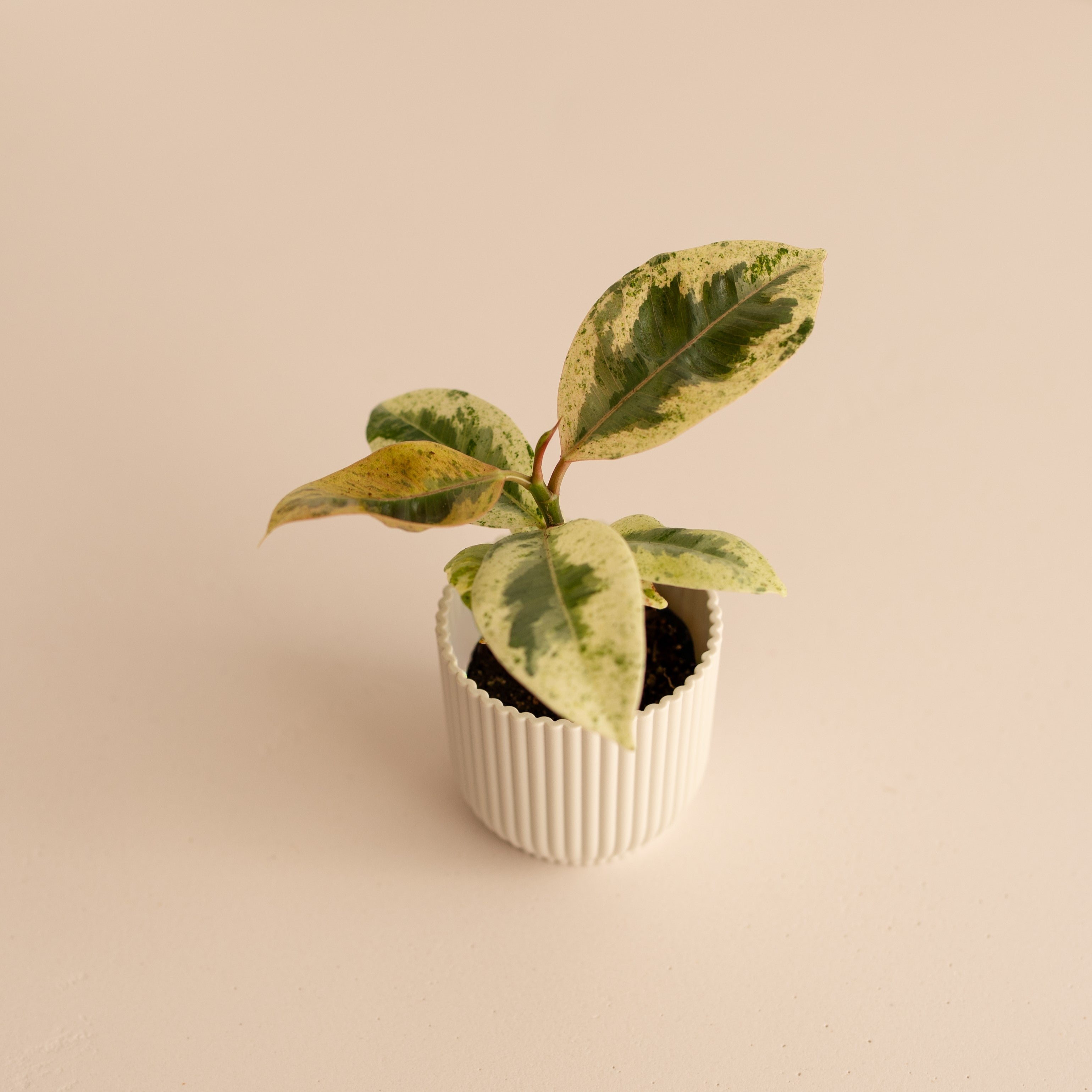 Ficus Variegado Schrijveriana Moonshine