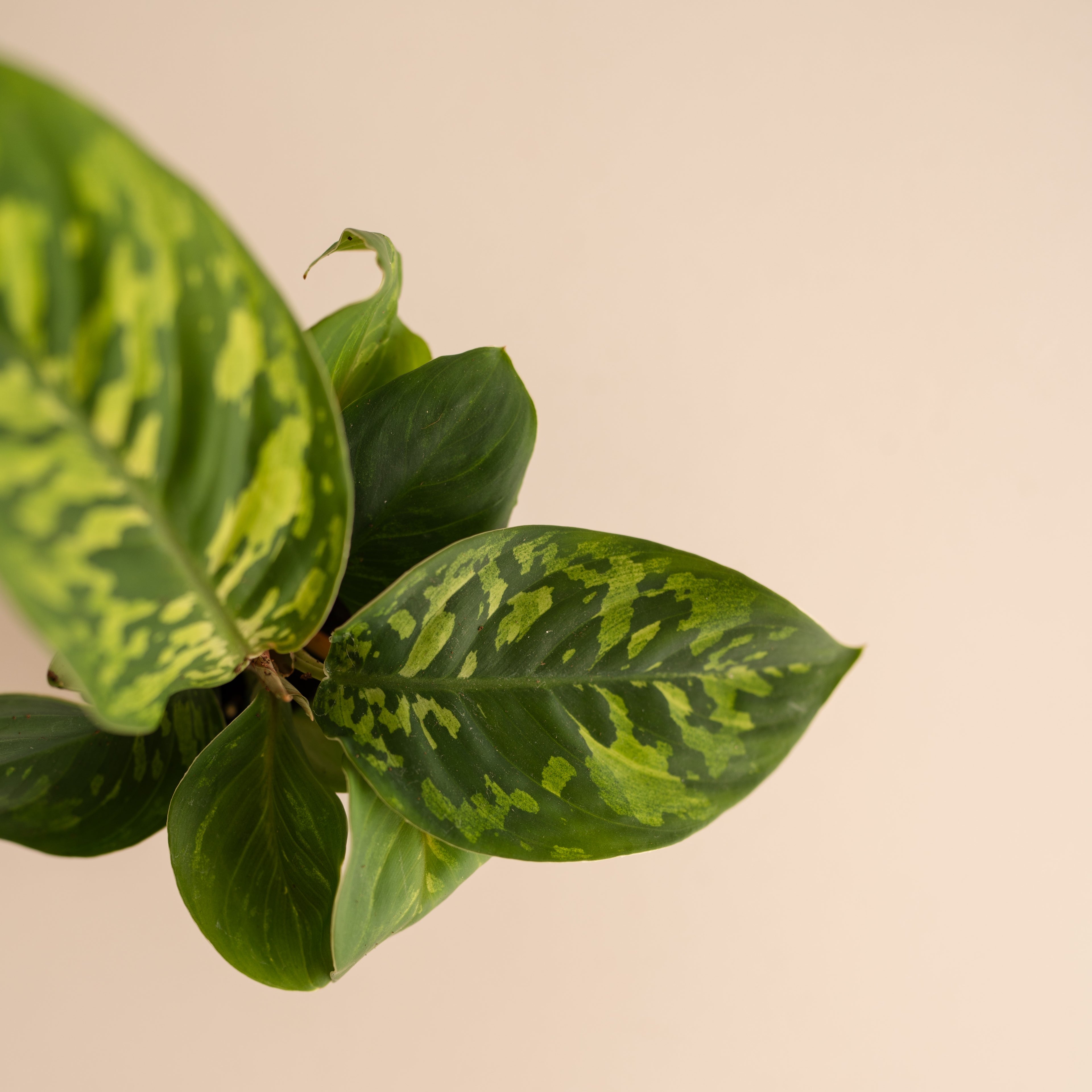 Homalomena Camouflage