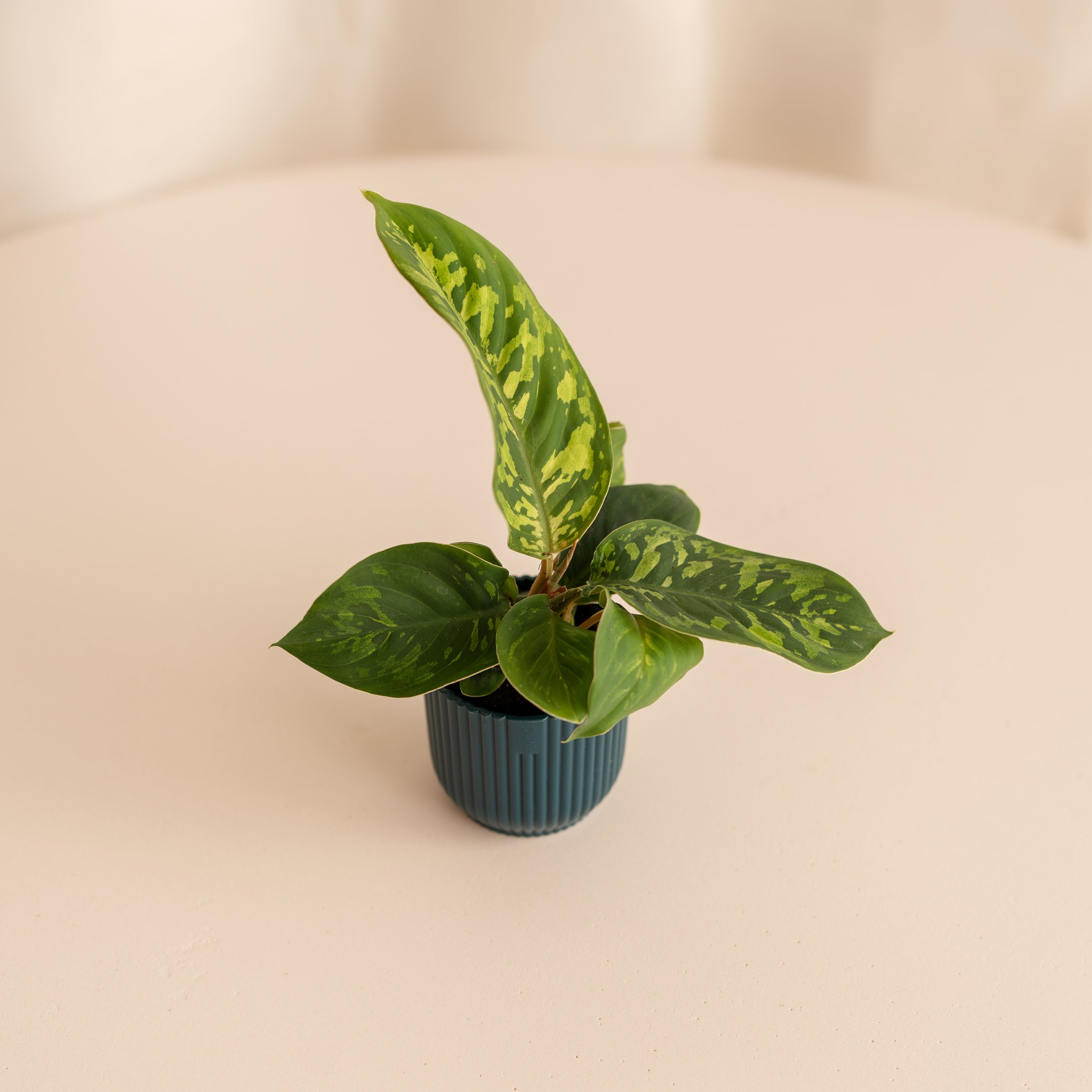 Homalomena Camouflage