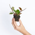 Hoya Flamingo
