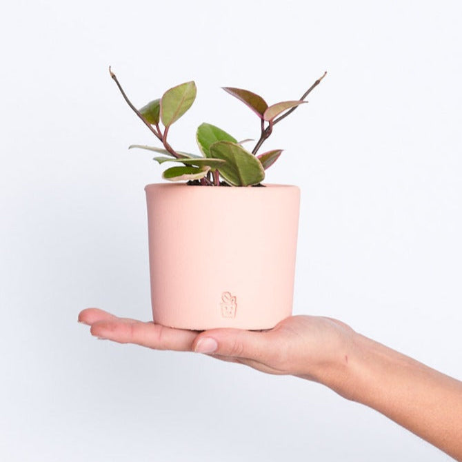 Hoya Flamingo