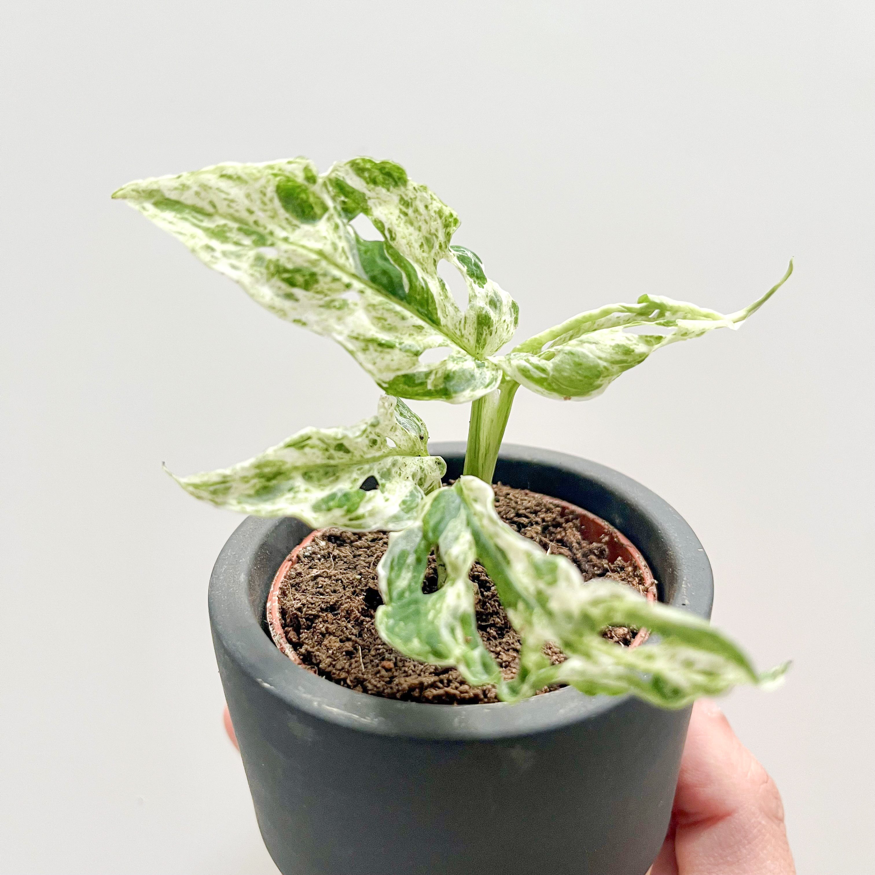 Monstera Baby Frozen Variegada