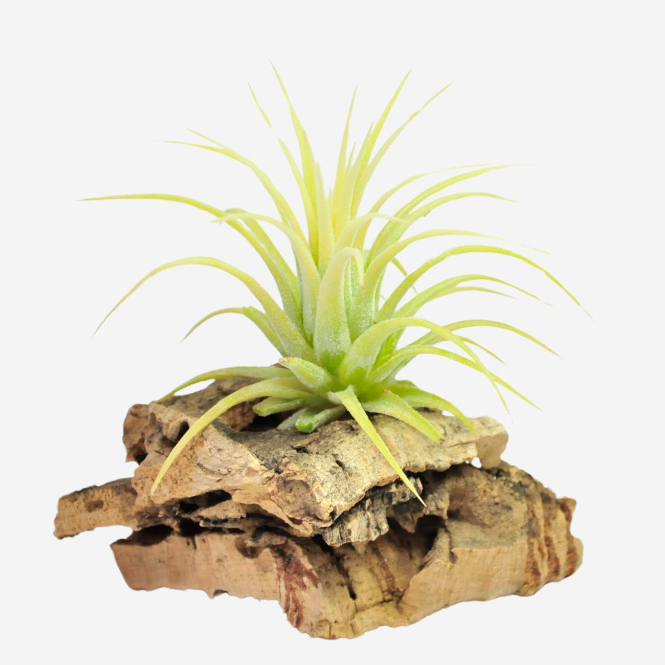 Tillandsia Ionantha Druid