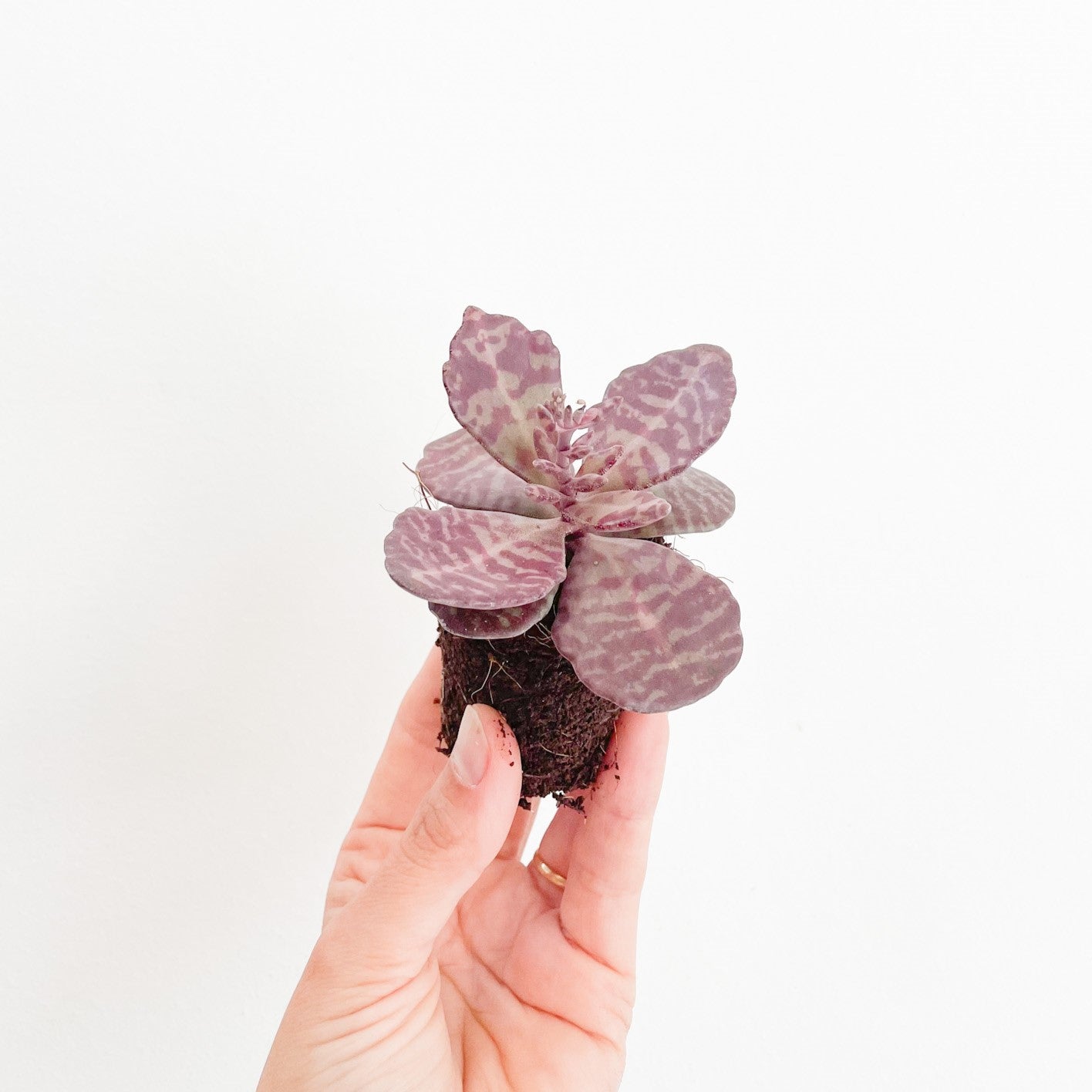 Kalanchoe Humilis Zebra