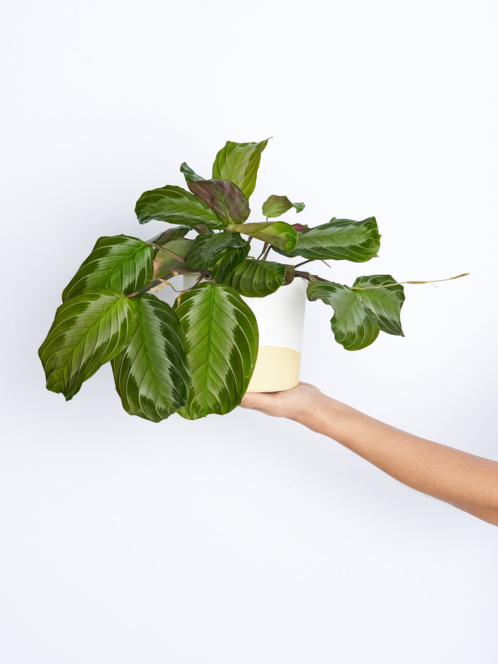 Maceta Amarilla con Blanco 14cm